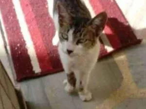 Gato raça srd idade 2 a 6 meses nome zequinha