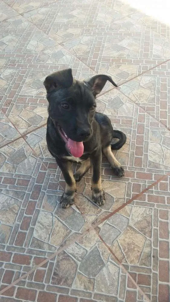 Cachorro ra a Viralata idade 2 a 6 meses nome Malu