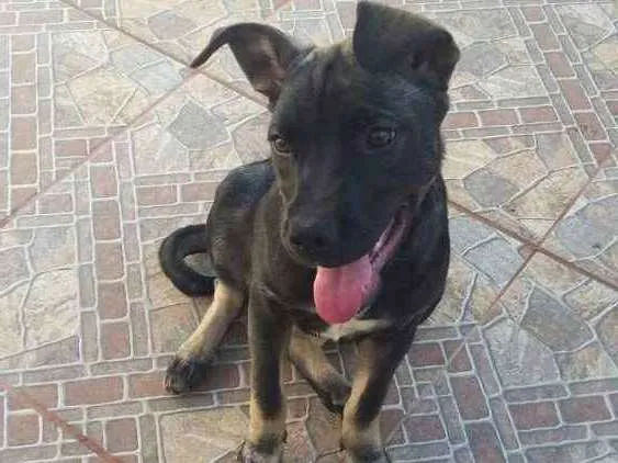 Cachorro ra a Viralata idade 2 a 6 meses nome Malu