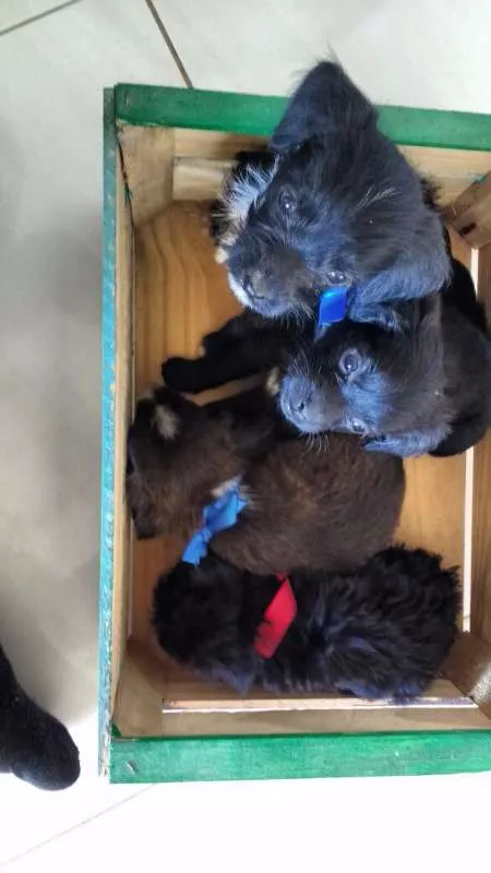 Cachorro ra a 2° geração de Podle mestiço idade Abaixo de 2 meses nome 8 Hilhotes