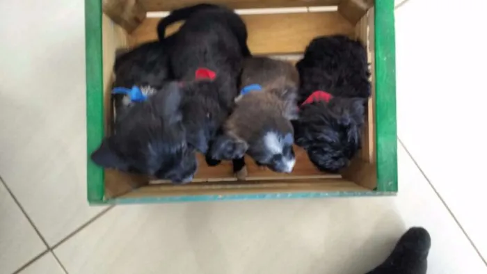 Cachorro ra a 2° geração de Podle mestiço idade Abaixo de 2 meses nome 8 Hilhotes