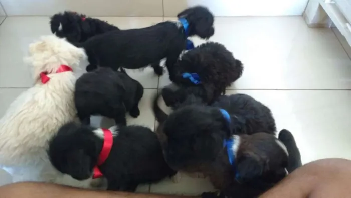 Cachorro ra a 2° geração de Podle mestiço idade Abaixo de 2 meses nome 8 Hilhotes