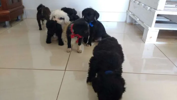 Cachorro ra a 2° geração de Podle mestiço idade Abaixo de 2 meses nome 8 Hilhotes