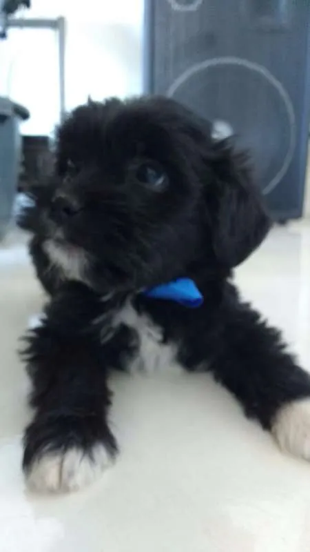 Cachorro ra a 2° geração de Podle mestiço idade Abaixo de 2 meses nome 8 Hilhotes