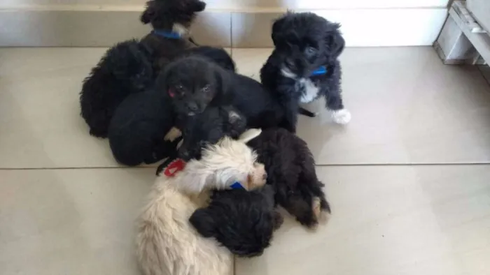 Cachorro ra a 2° geração de Podle mestiço idade Abaixo de 2 meses nome 8 Hilhotes