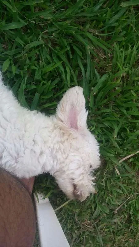 Cachorro ra a 2° geração de Podle mestiço idade Abaixo de 2 meses nome 8 Hilhotes