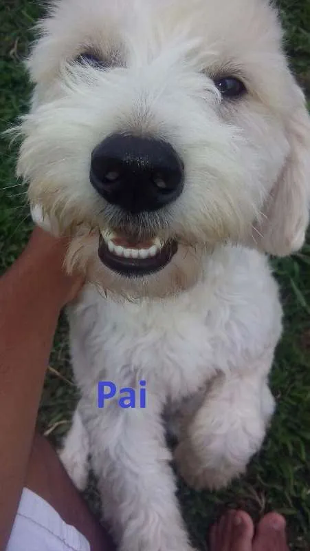 Cachorro ra a 2° geração de Podle mestiço idade Abaixo de 2 meses nome 8 Hilhotes