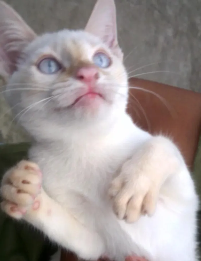 Gato raça misto com Siamês idade 2 a 6 meses nome Teck