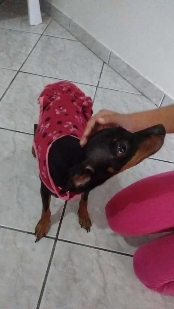 Cachorro ra a pinscher 1 idade  nome Não sei
