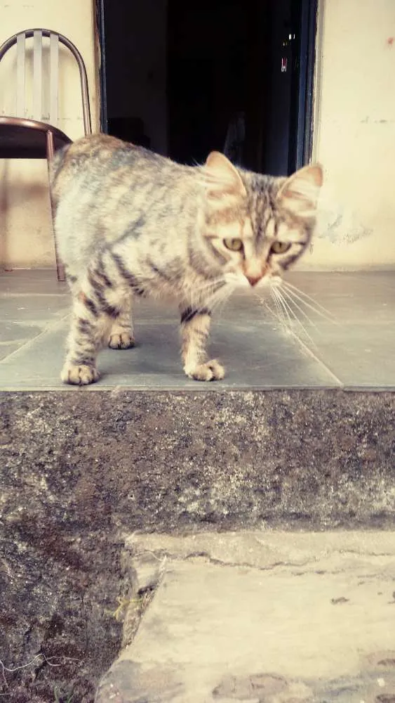 Gato raça - idade  nome Gorducha