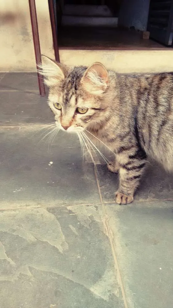 Gato raça - idade  nome Gorducha