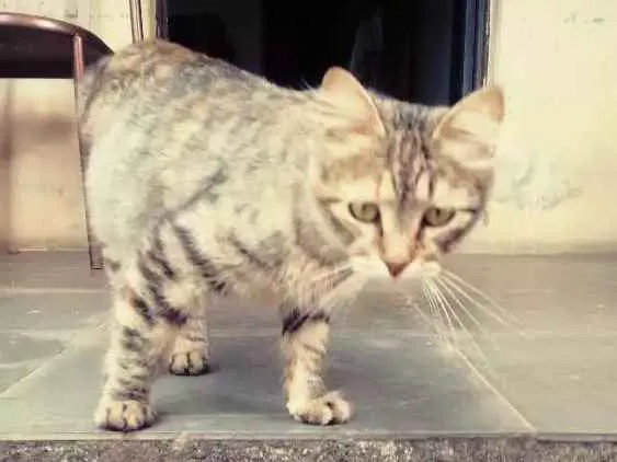 Gato raça - idade  nome Gorducha
