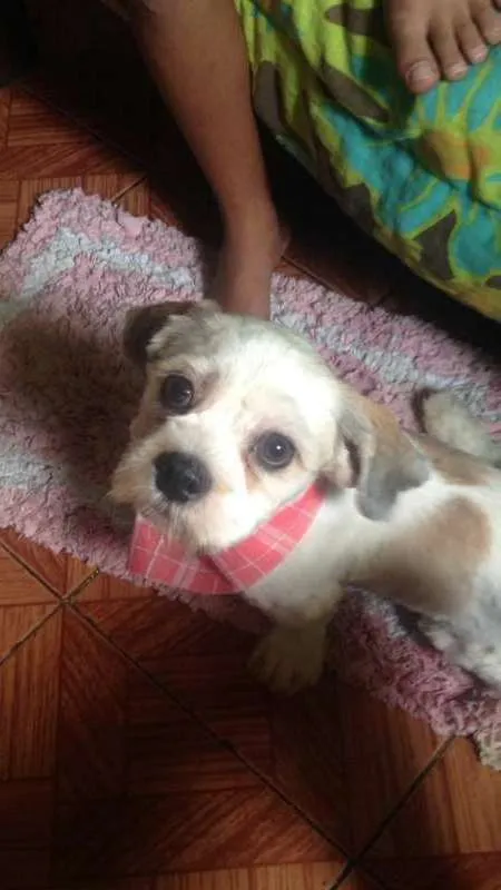 Cachorro ra a Lhasa Apso idade 1 ano nome Zeus