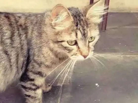 Gato raça - idade  nome Gorducha