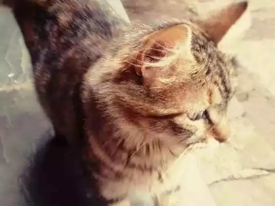 Gato raça - idade  nome Gorducha