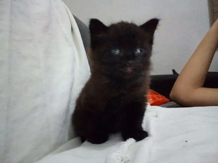 Gato ra a  idade Abaixo de 2 meses nome Heitor