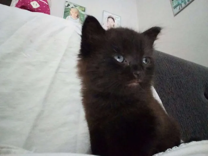 Gato ra a  idade Abaixo de 2 meses nome Heitor