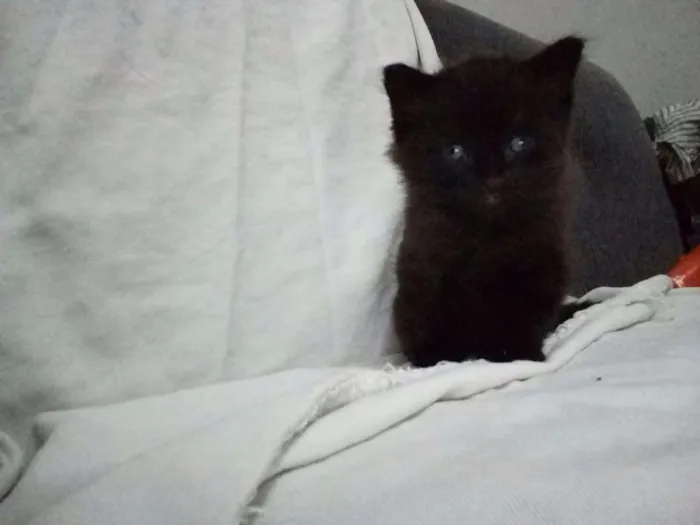Gato ra a  idade Abaixo de 2 meses nome Heitor