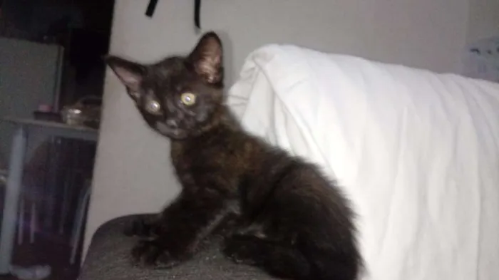 Gato ra a  idade Abaixo de 2 meses nome Adelaide