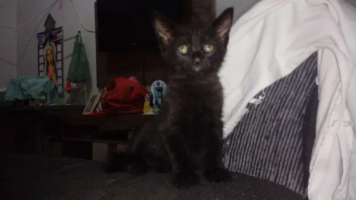 Gato ra a  idade Abaixo de 2 meses nome Adelaide