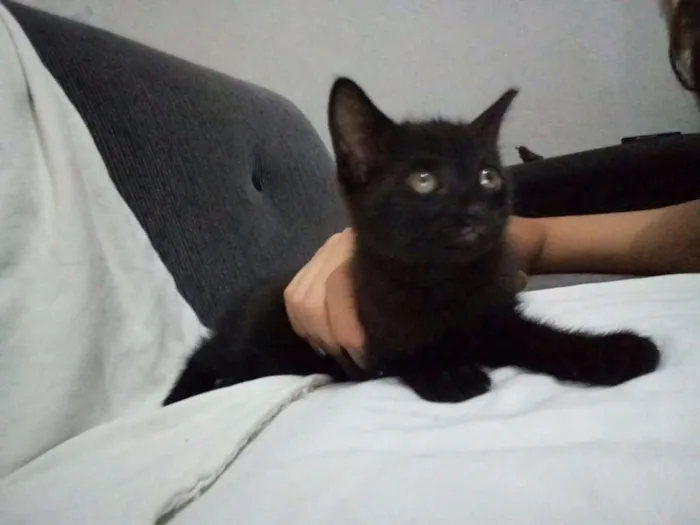 Gato ra a  idade Abaixo de 2 meses nome Adelaide