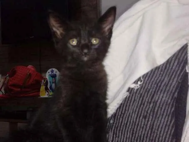 Gato ra a  idade Abaixo de 2 meses nome Adelaide