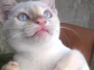 Gato raça misto com Siamês idade 2 a 6 meses nome Teck