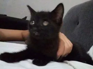 Gato raça  idade Abaixo de 2 meses nome Adelaide