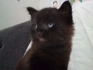 Gato raça  idade Abaixo de 2 meses nome Heitor