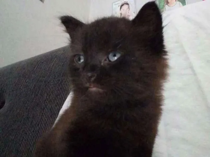 Gato ra a  idade Abaixo de 2 meses nome Heitor