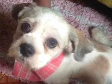 Cachorro ra a Lhasa Apso idade 1 ano nome Zeus