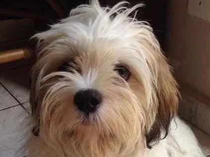 Cachorro ra a Lhasa Apso idade 1 ano nome Zeus