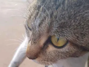 Gato raça Srd idade 7 a 11 meses nome Sem nome
