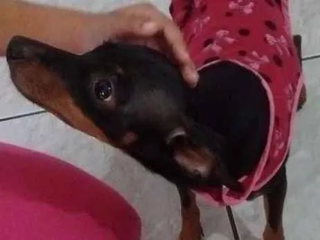 Cachorro ra a pinscher 1 idade  nome Não sei