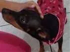 Cachorro raça pinscher 1 idade  nome Não sei