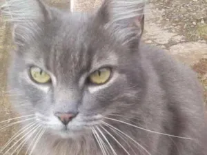 Gato raça Mestiça de angora idade 6 ou mais anos nome Lili