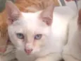 Oliver