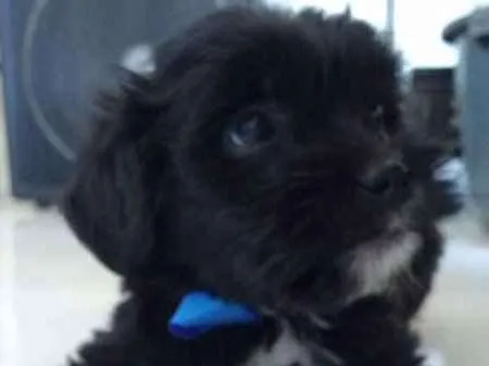 Cachorro ra a 2° geração de Podle mestiço idade Abaixo de 2 meses nome 8 Hilhotes
