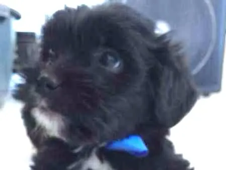 Cachorro ra a 2° geração de Podle mestiço idade Abaixo de 2 meses nome 8 Hilhotes