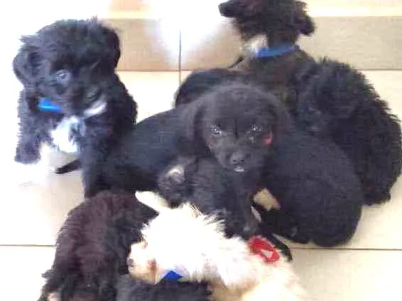 Cachorro ra a 2° geração de Podle mestiço idade Abaixo de 2 meses nome 8 Hilhotes