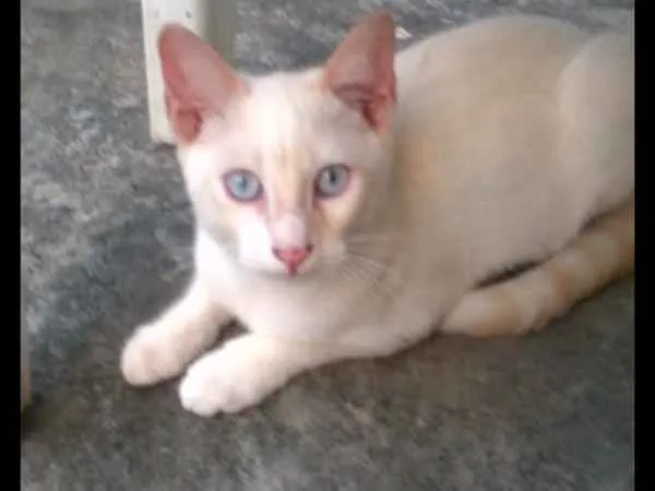 Gato raça misto com Siames idade 2 a 6 meses nome Oliver
