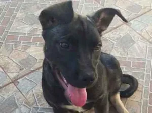 Cachorro raça Viralata idade 2 a 6 meses nome Malu