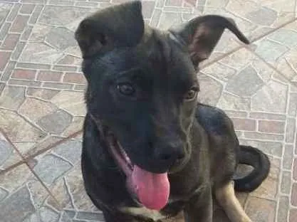 Cachorro ra a Viralata idade 2 a 6 meses nome Malu
