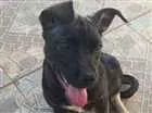 Cachorro raça Viralata idade 2 a 6 meses nome Malu