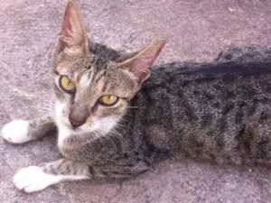 Gato raça  idade 2 a 6 meses nome Pérola 