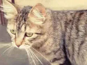 Gato raça - idade  nome Gorducha