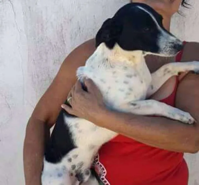 Cachorro ra a Srd porte médio baixinho idade 1 ano nome Educado