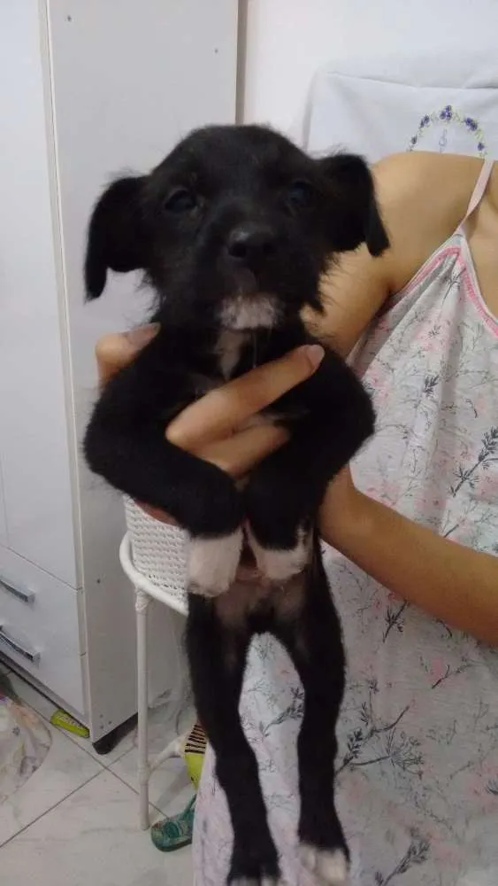 Cachorro ra a Vira lata idade  nome A grande é liza e filhotes