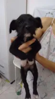 A grande é liza e filhotes