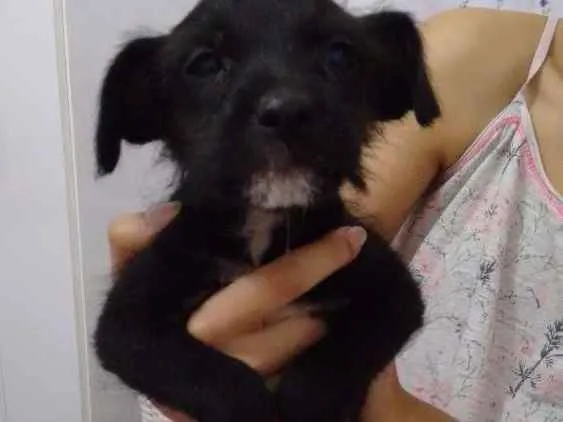 Cachorro ra a Vira lata idade  nome A grande é liza e filhotes